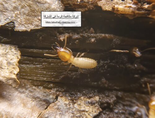شركة مكافحة الرمة في الشارقة |0568208682| مكافحة النمل