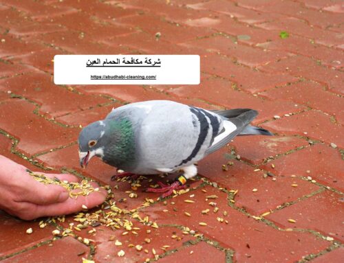 شركة مكافحة الحمام العين |0568208682| مكافحة الطيور