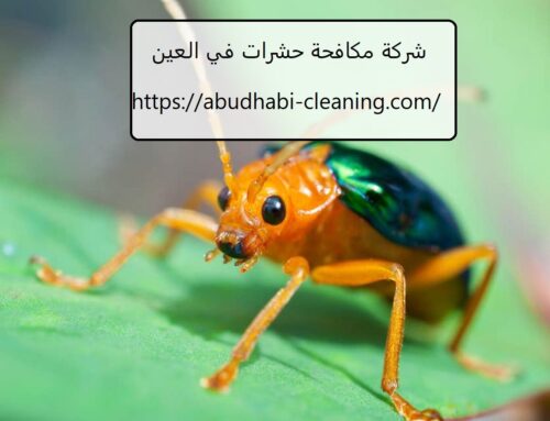 شركة مكافحة حشرات في العين |0568208682