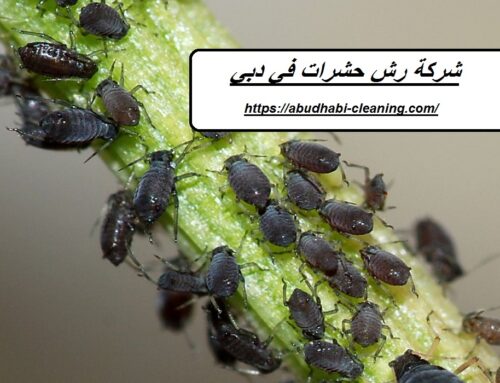 شركة رش حشرات في دبي |0568208682| مكافحة الحشرات
