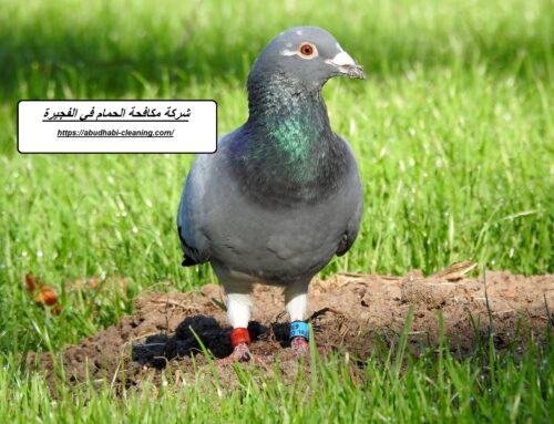 شركة مكافحة الحمام في الفجيرة |0568208682| طارد الطيور