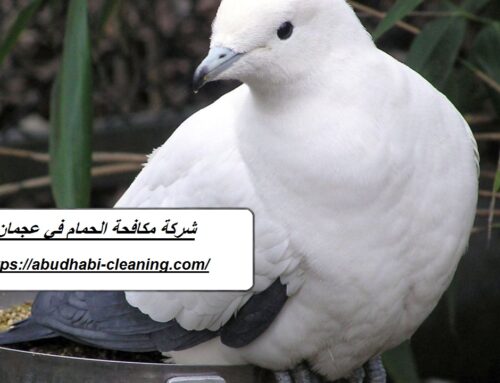 شركة مكافحة الحمام في عجمان |0568208682| تركيب اشواك
