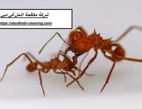شركة مكافحة النمل في دبي |0568208682| ابادة فورية